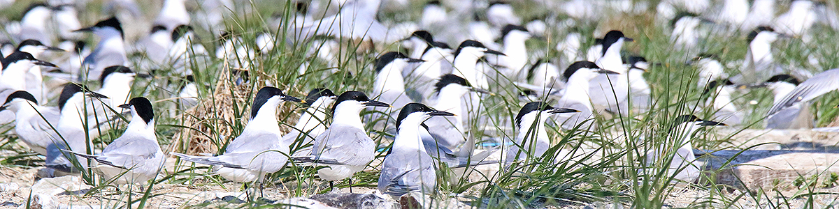 Brandseeschwalbe (Thalasseus sandvicensis) © Mathias Heckroth